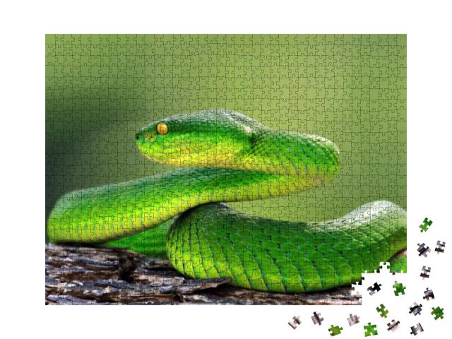 Puzzle 1000 Teile „Grüne Vipernatter auf Ast, trimeresuru albolabris“
