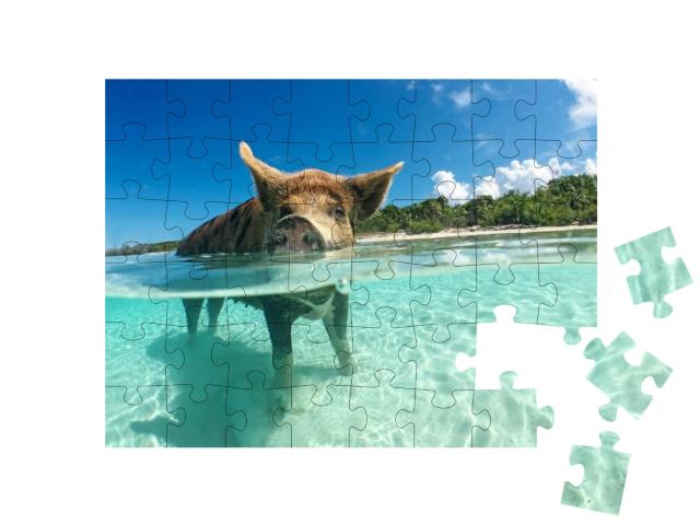 Puzzle 48 Teile „Wasserbegeistertes Wildschwein auf den Bahamas, Karibik“