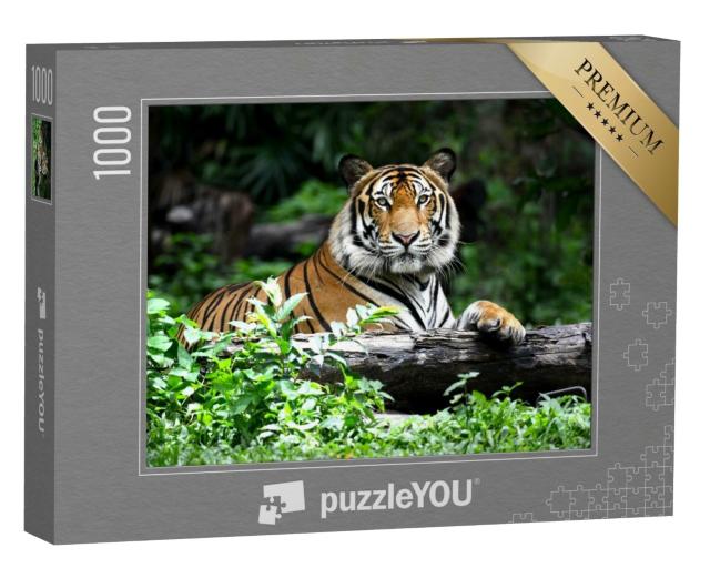 Puzzle 1000 Teile „Bengalischer Tiger“