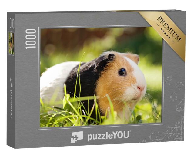 Puzzle 1000 Teile „Ein süßes dreifarbiges Meerschweinchen“