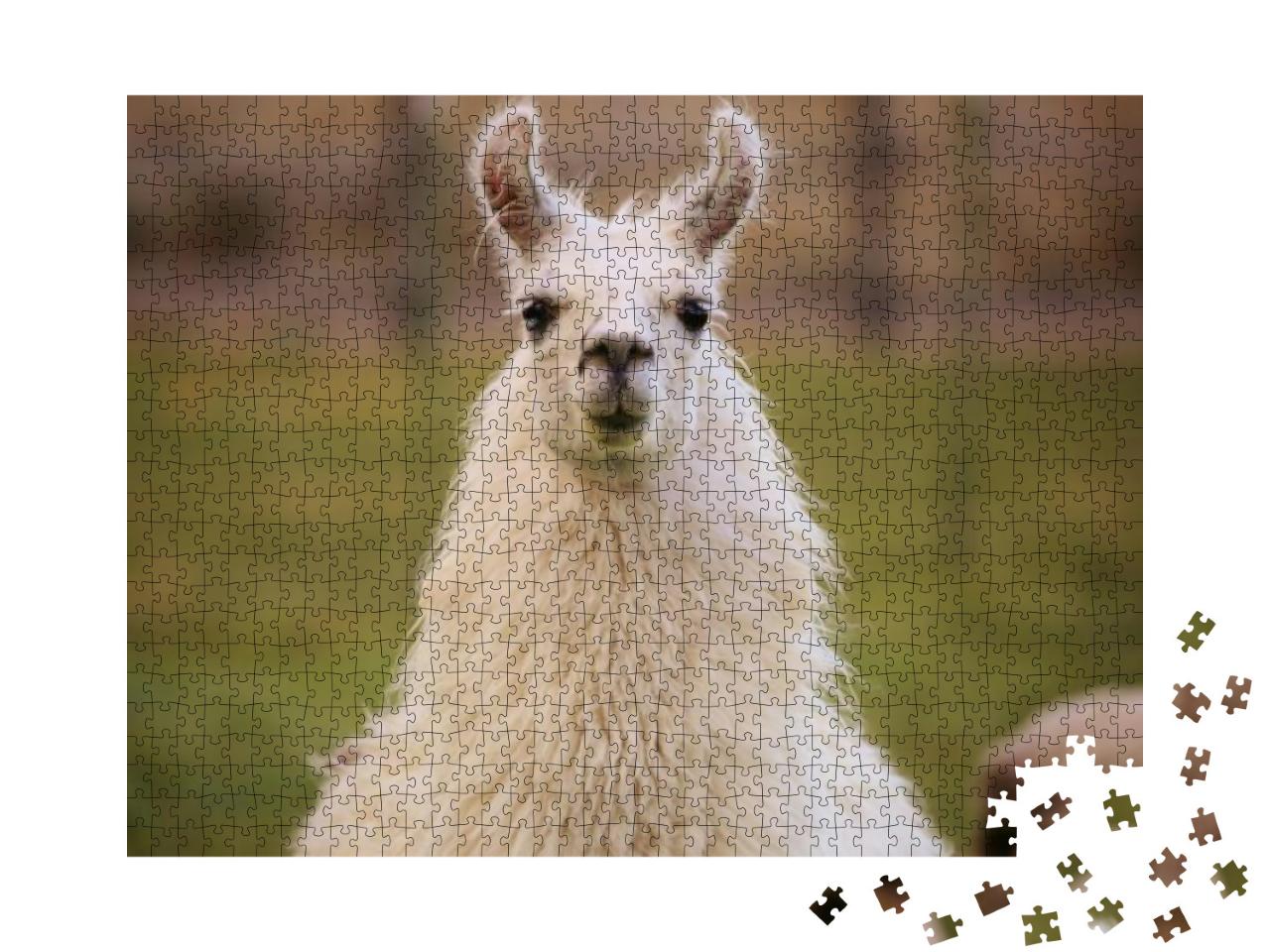 Puzzle 1000 Teile „Llama“