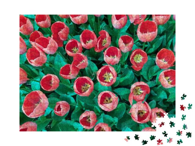 Puzzle 1000 Teile „Pfirsichfarbenes Tulpenfeld mit grünen Blättern“