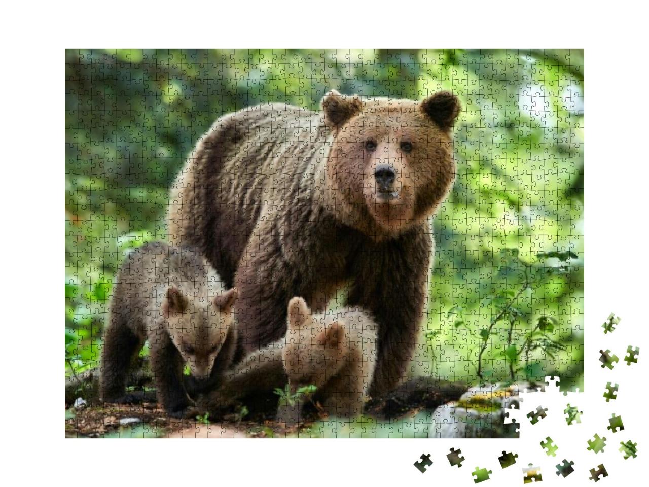 Puzzle 1000 Teile „Ein Wilder Braunbär in Nahaufnahme“