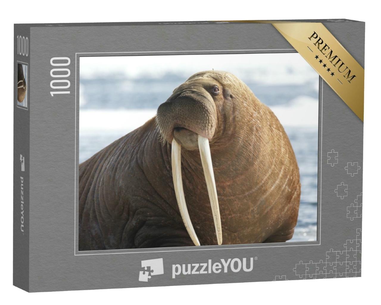 Puzzle 1000 Teile „Nahaufnahme eines Pazifischen Walrosses“