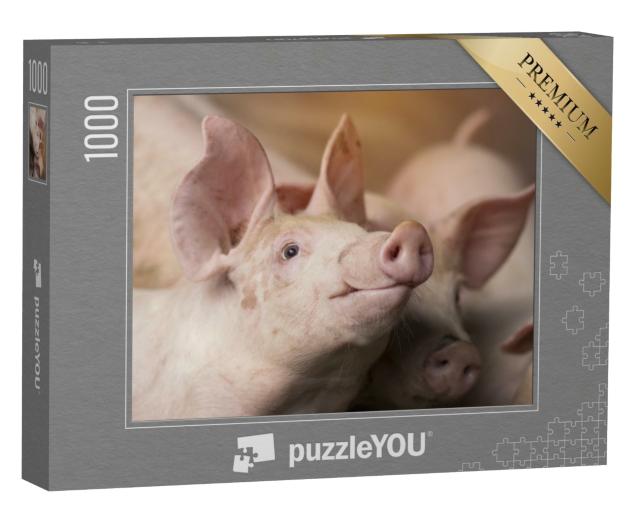 Puzzle 1000 Teile „Neugierige kleine Ferkel im Stall“