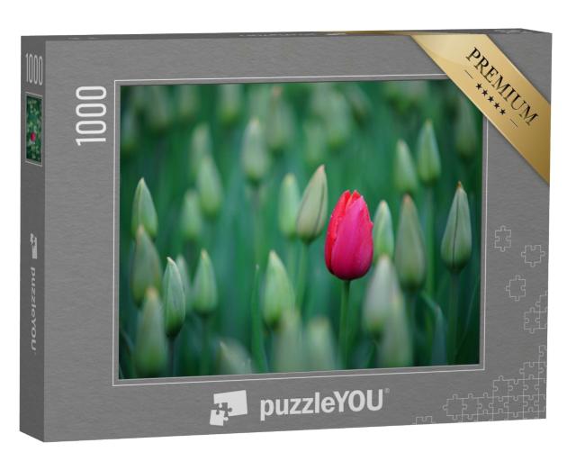 Puzzle 1000 Teile „Eine einzelne pinke Tulpe im Tulpenfeld“