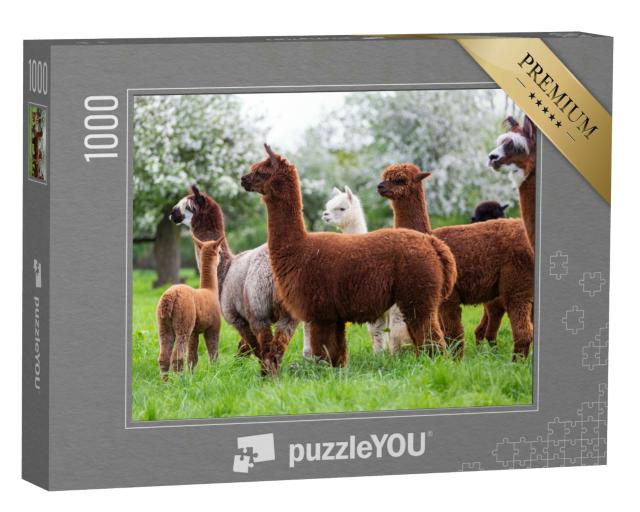 Puzzle 1000 Teile „Eine Alpaka-Herde auf einer Frühlingswiese “