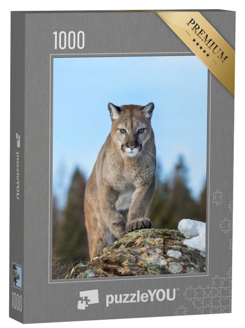Puzzle 1000 Teile „Puma oder Berglöwe im Winter von Montana, USA“