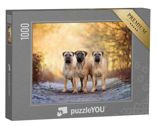 Puzzle 1000 Teile „Drei Bullenmastiffs an einem frostigen Morgen“