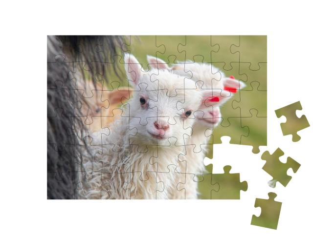Puzzle 48 Teile „Ein Lamm schaut neurgierig in die Kamera“