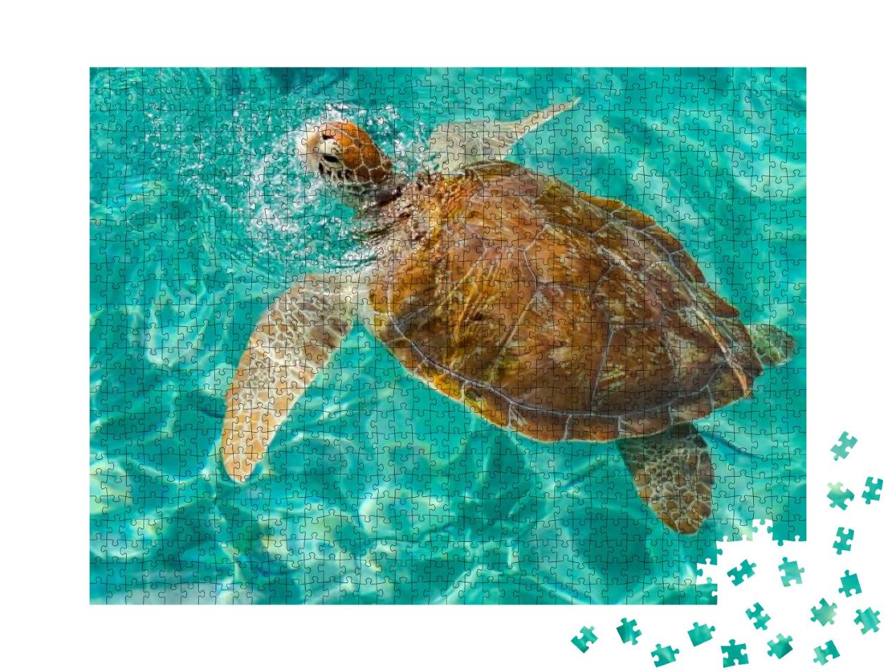 Puzzle 1000 Teile „Schildkröte in Westpunt, Karibikinsel Curacao“