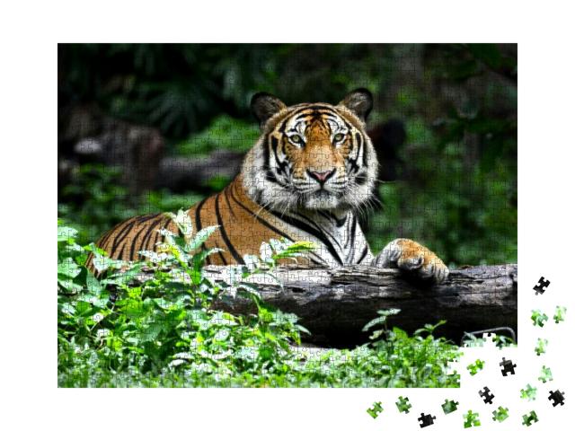 Puzzle 1000 Teile „Bengalischer Tiger“