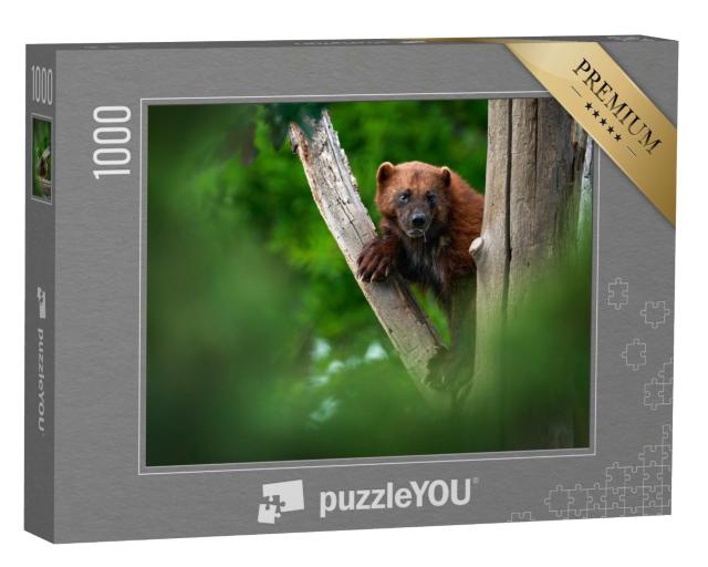 Puzzle 1000 Teile „Ein Vielfraß auf einem Baumstamm im Wald“