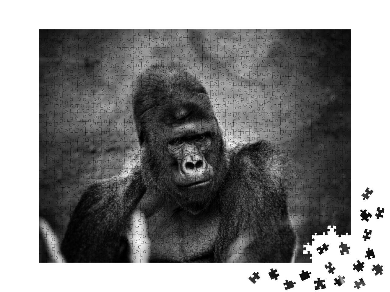 Puzzle 1000 Teile „Ein männlicher Gorilla “