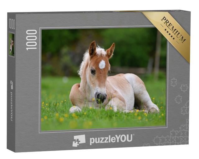 Puzzle 1000 Teile „Wunderschönes Fohlen im Gras“