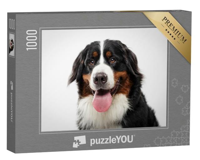 Puzzle 1000 Teile „Porträt eine schwarzen Berner Sennenhundes“