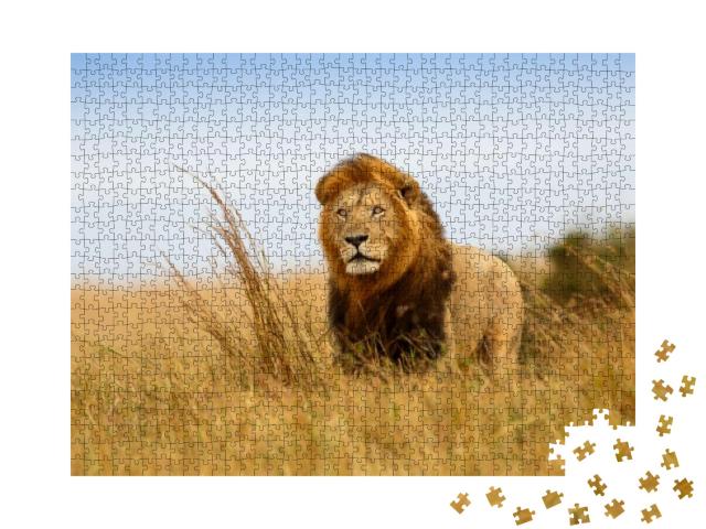 Puzzle 1000 Teile „Ein Löwe im goldenen Gras der Masai Mara, Kenia“