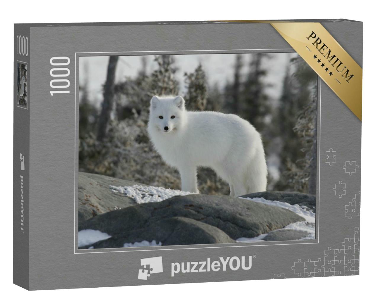 Puzzle 1000 Teile „Der Polarfuchs, Vulpes Lagopus, in weißem Winterfell“
