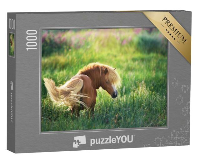 Puzzle 1000 Teile „Shetlandpony auf grüner Sommerweide“