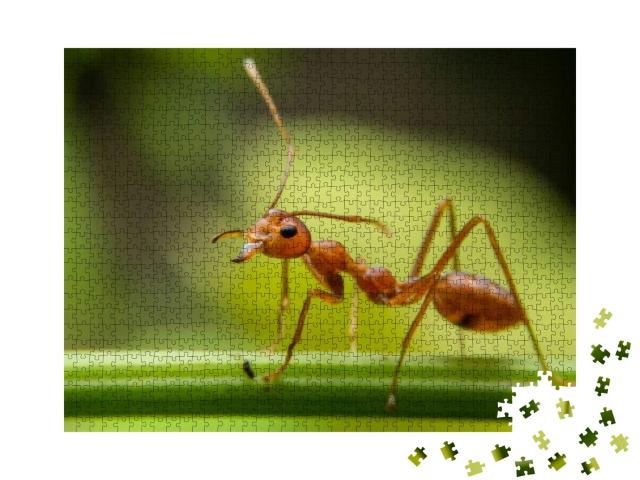 Puzzle 1000 Teile „Rote Ameisen suchen Nahrung auf grünen Ästen “