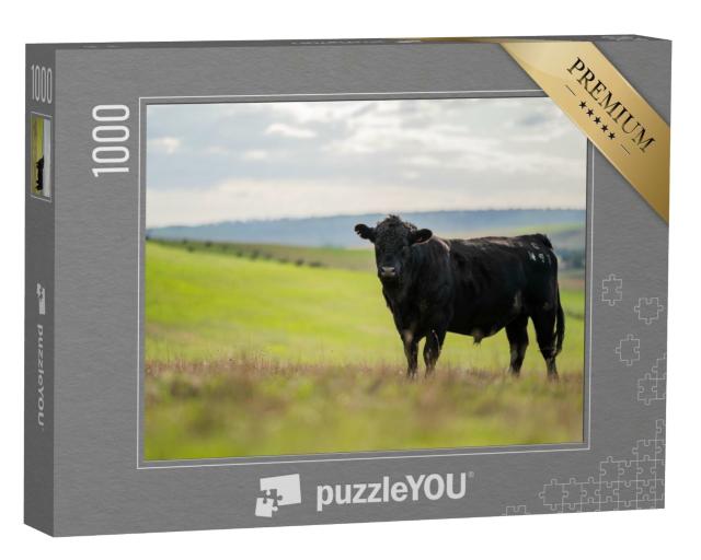 Puzzle 1000 Teile „Schwarzes Rind auf einer Weide in Australien“