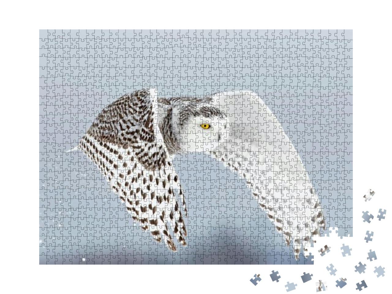 Puzzle 1000 Teile „Schneeeule, Bubo scandiacus, Ottawa, Kanada“