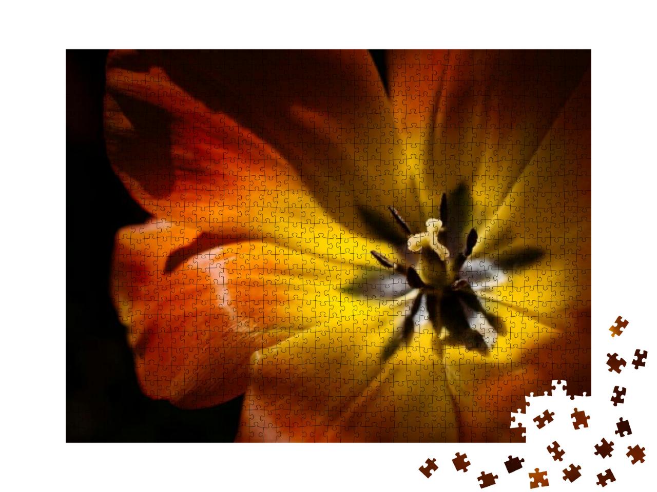 Puzzle 1000 Teile „Blick von der Seite auf eine orangefarbene Tulpe“