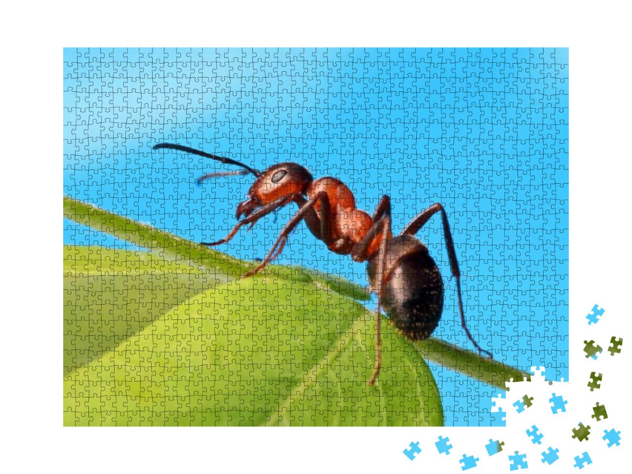 Puzzle 1000 Teile „Ameise entspannt sich im Gras“