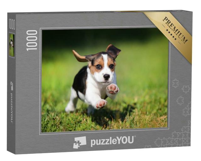 Puzzle 1000 Teile „Ein Beagle-Welpe im Gras“