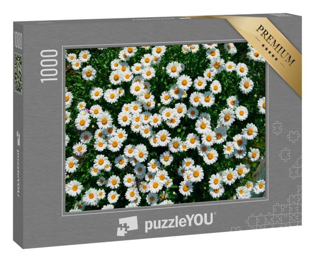 Puzzle 1000 Teile „Gänseblümchen auf dem Feld “