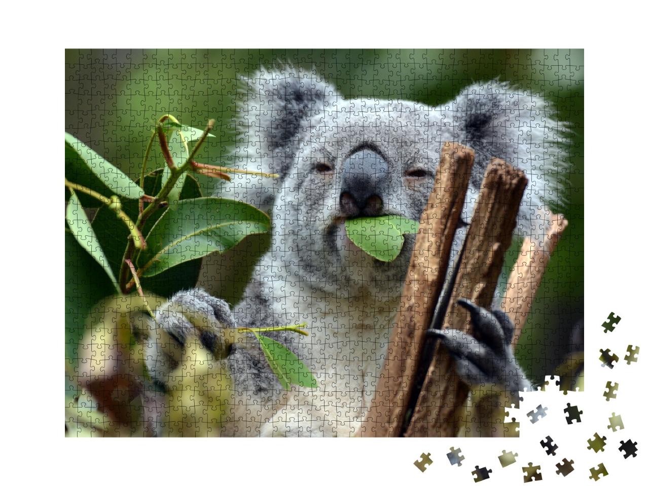 Puzzle 1000 Teile „Koala im Lone Pine Koala-Schutzgebiet in Brisbane“