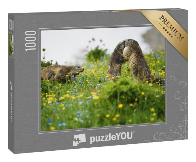 Puzzle 1000 Teile „Szene eines Murmeltier-Rituals der Anerkennung“