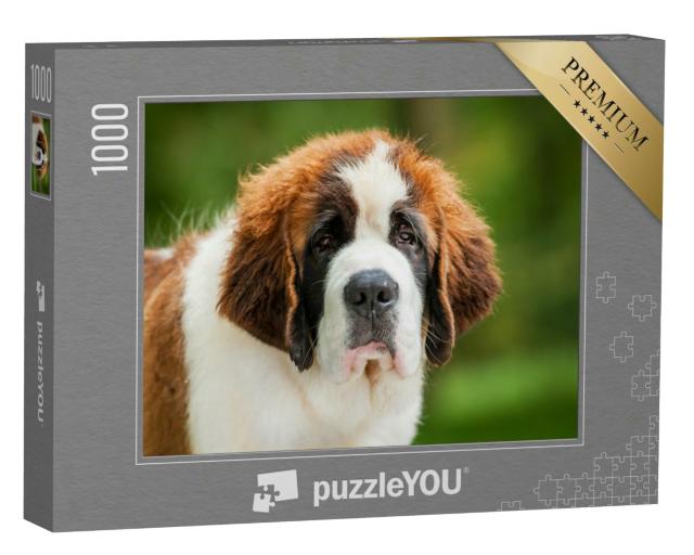 Puzzle 1000 Teile „Porträt eines Bernhardinerwelpen“