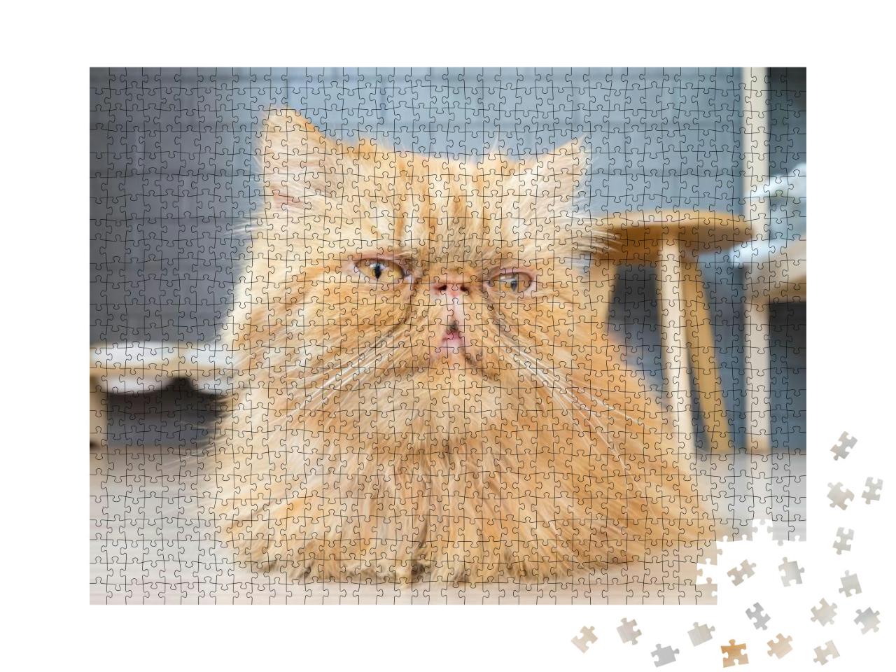 Puzzle 1000 Teile „Perserkatze“