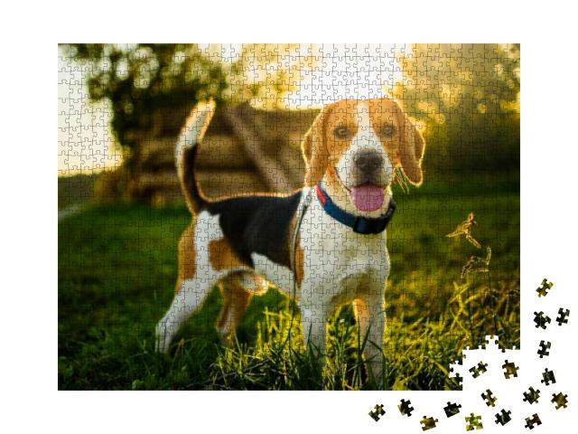 Puzzle 1000 Teile „Ein Beagle im Sonnenuntergang“