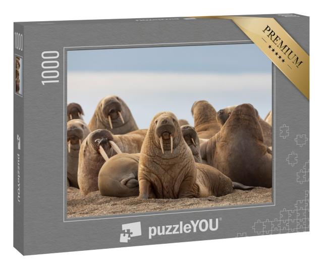 Puzzle 1000 Teile „Eine Gruppe von Walrossen am Sandstrand“