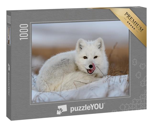 Puzzle 1000 Teile „Weißer Polarfuchs, Vulpes Lagopus, zusammengerollt im Schnee“