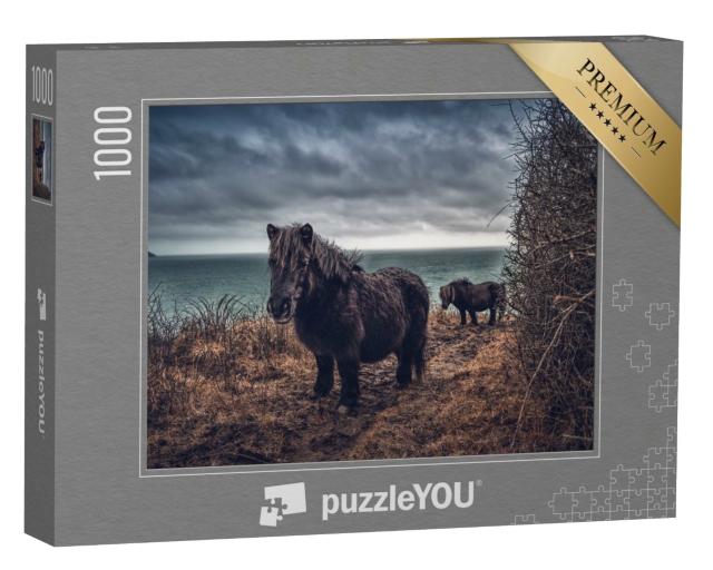 Puzzle 1000 Teile „Shetlandponys an der Küste von Cornwall“