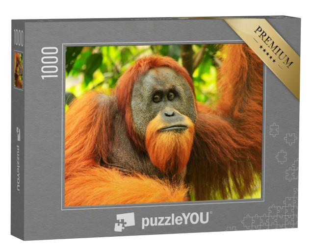 Puzzle 1000 Teile „Porträt eines männlichen Sumatra-Orang-Utans, Indonesien“