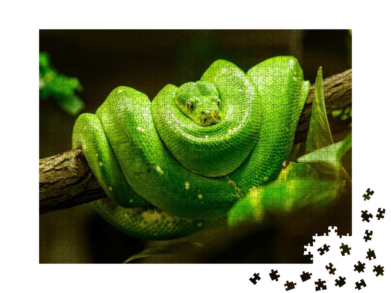 Puzzle 1000 Teile „Grüne Schlange auf dem Ast“