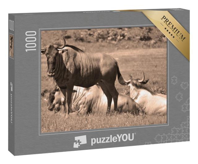 Puzzle 1000 Teile „Ruhende Gnus in der Savanne“