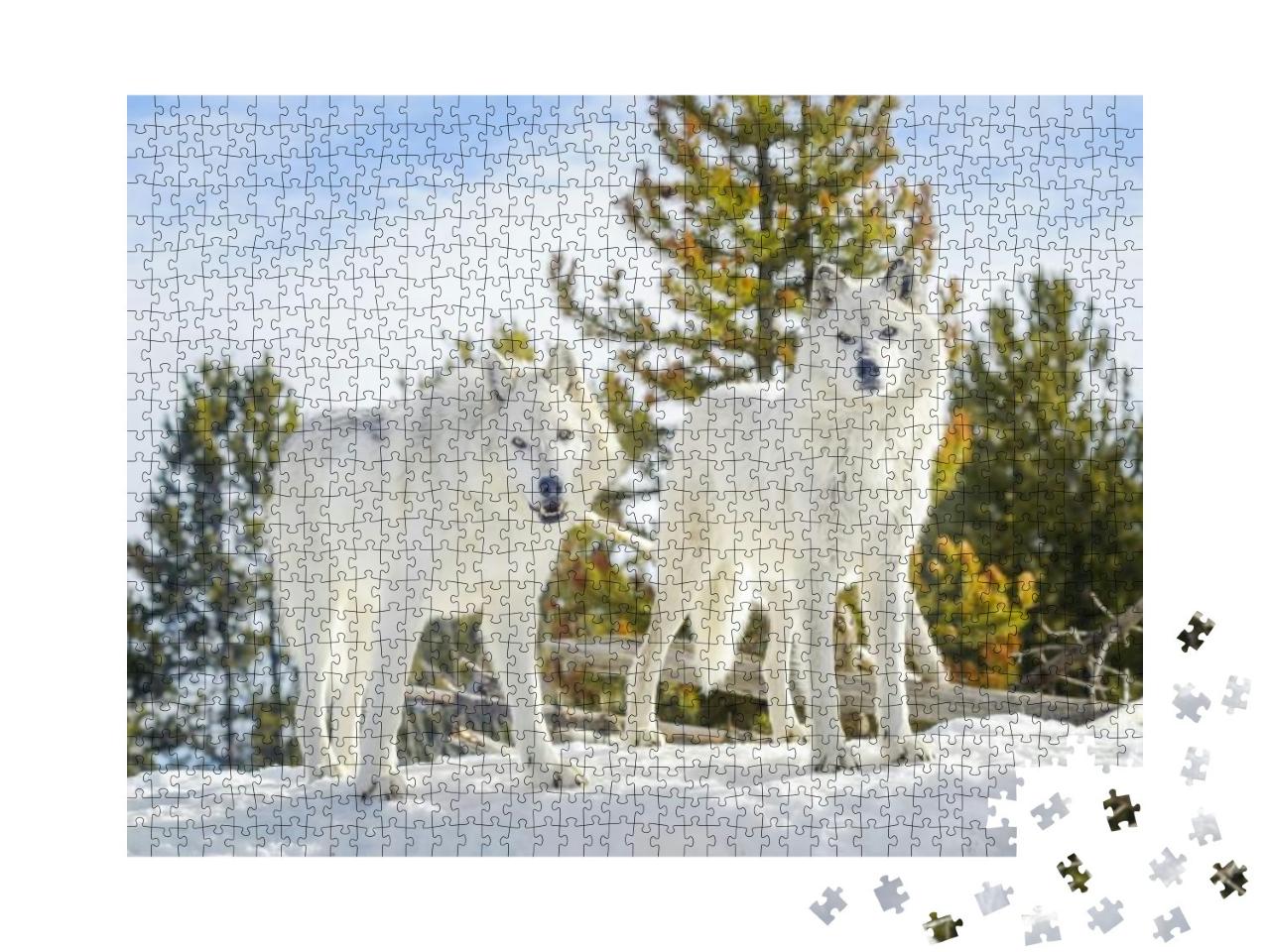 Puzzle 1000 Teile „Zwei Waldwölfe in wilder Schneelandschaft“