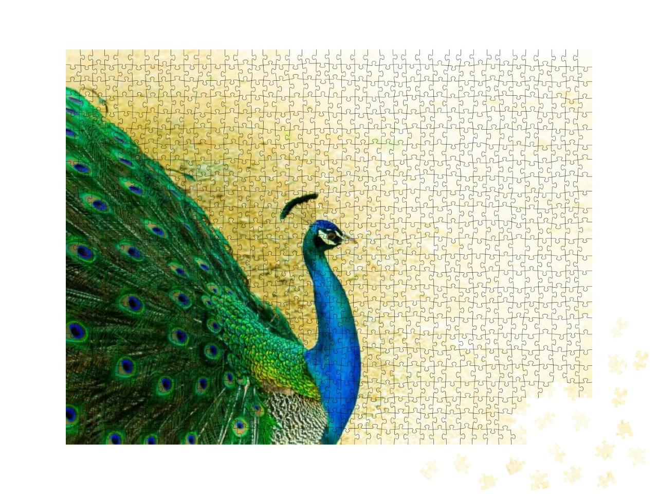 Puzzle 1000 Teile „Nahaufnahme eines schönen indischen Pfauenmännchens“