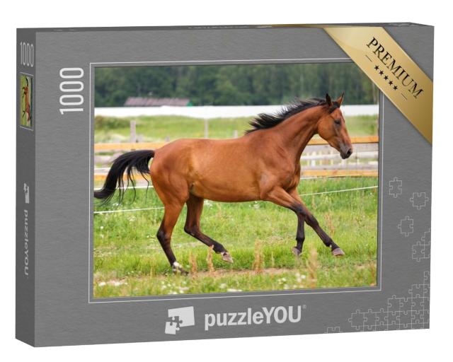 Puzzle 1000 Teile „Pferd im leichten Galopp auf einer Wiese“