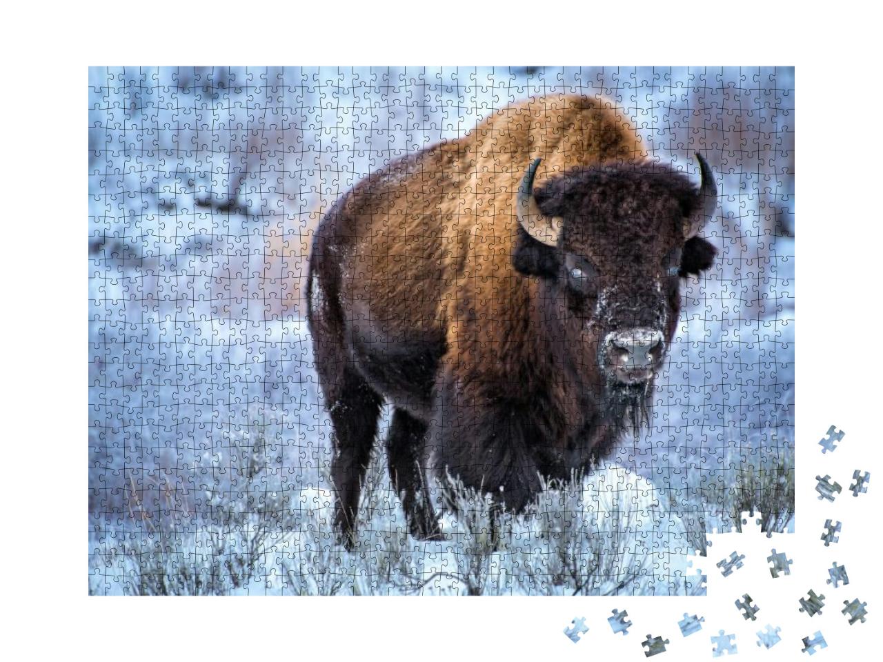 Puzzle 1000 Teile „Amerikanischer Bison im Schnee, Yellowstone-Nationalpark“