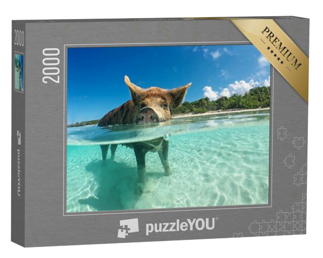 Puzzle 2000 Teile „Wasserbegeistertes Wildschwein auf den Bahamas, Karibik“