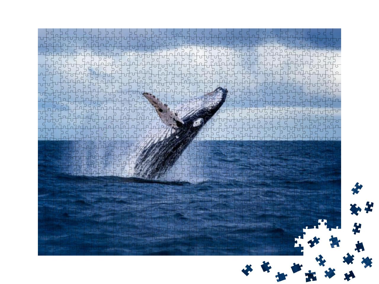 Puzzle 1000 Teile „Buckelwal springt aus dem Wasser, Australien“