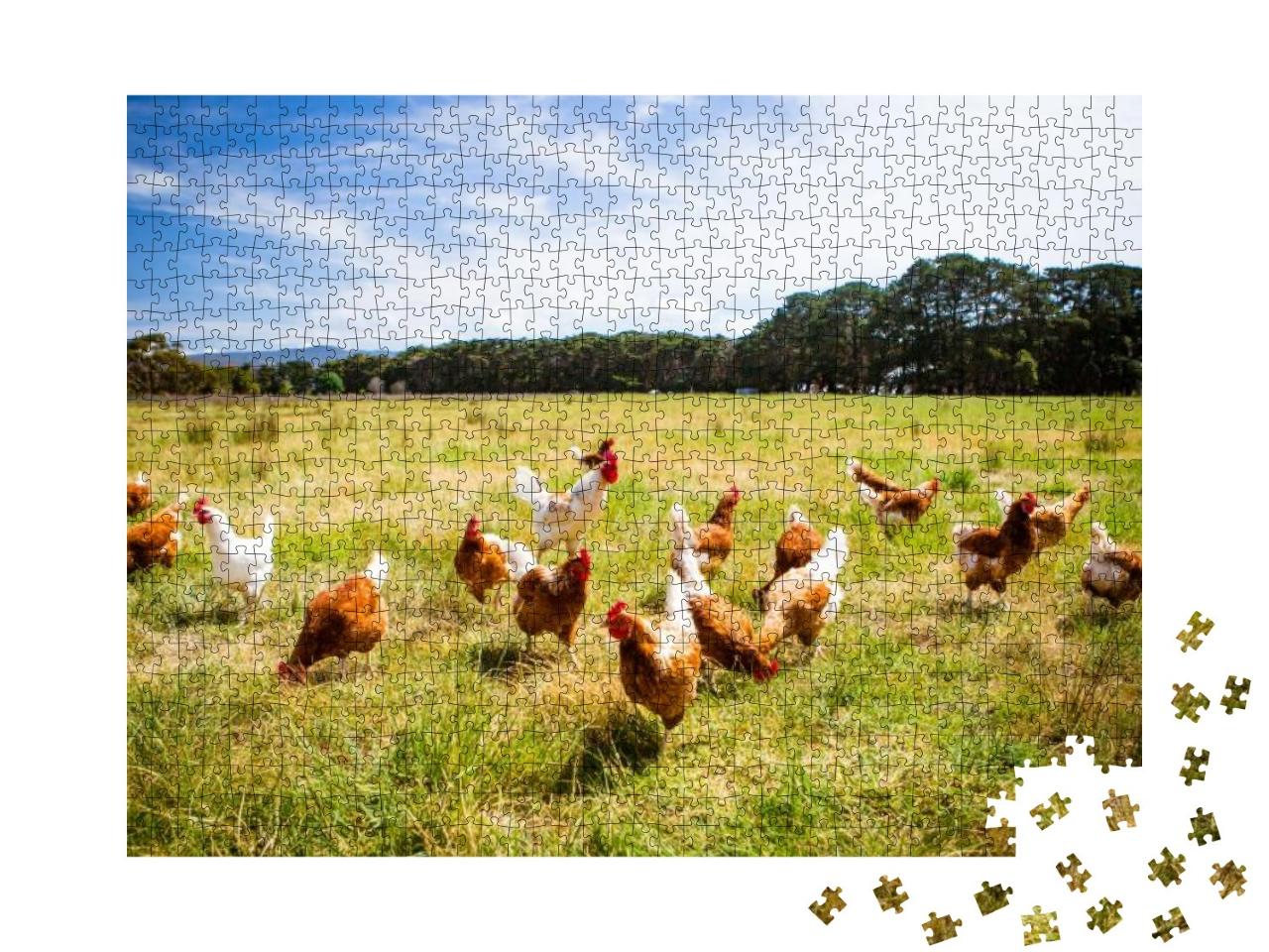 Puzzle 1000 Teile „Eine Hühnerherde läuft frei, Australien“