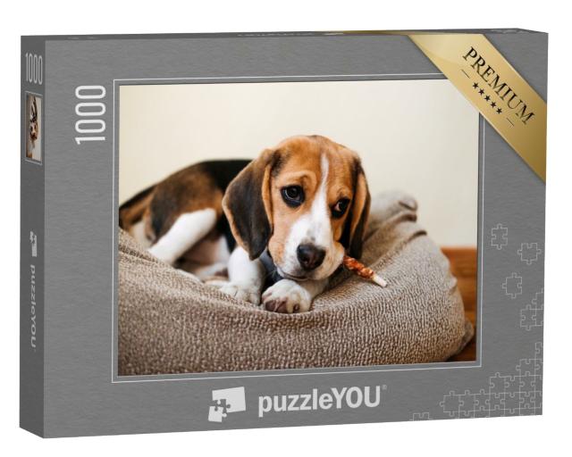 Puzzle 1000 Teile „Ein Beagle mit einem Leckerli“