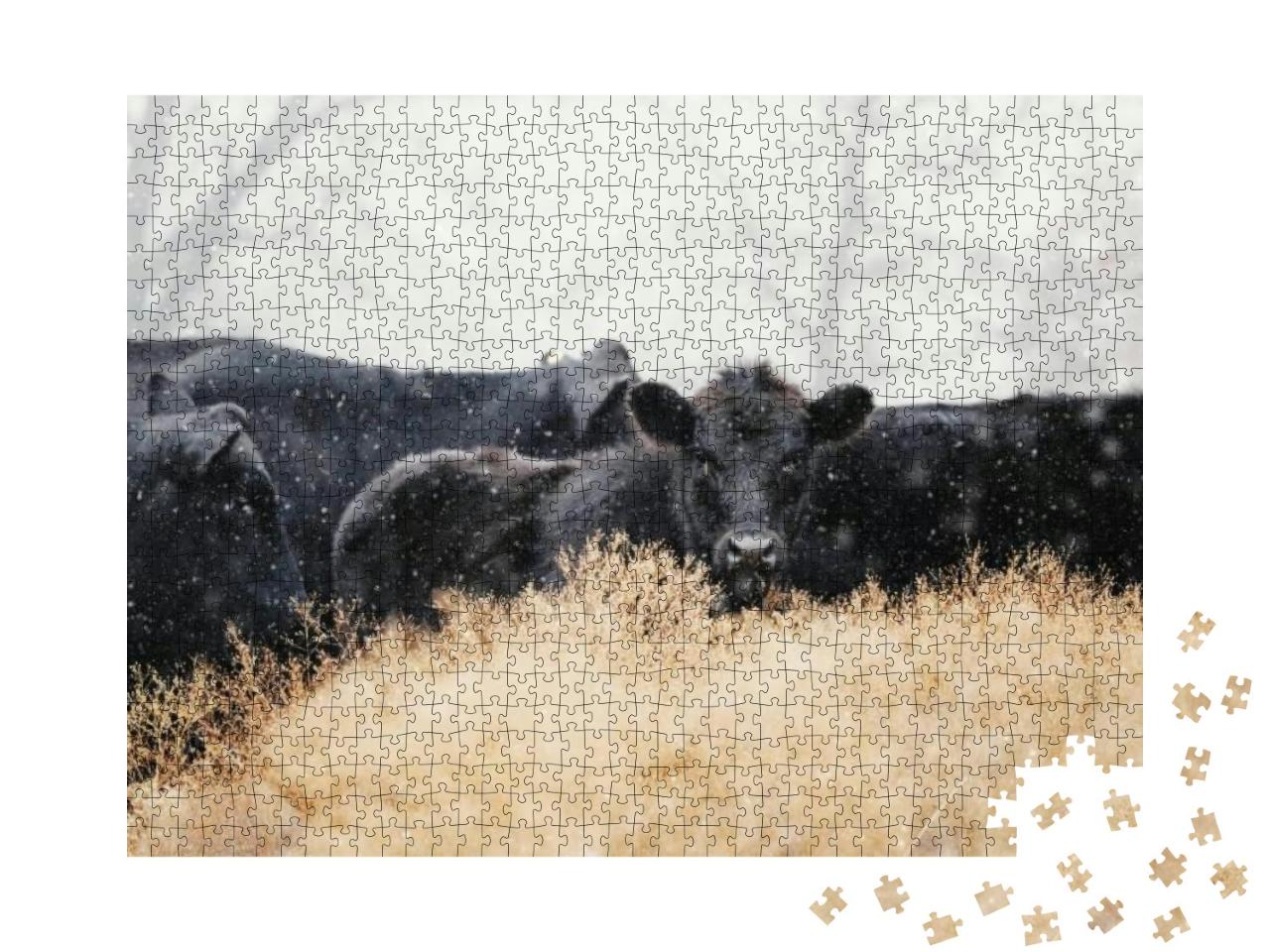 Puzzle 1000 Teile „Black-Angus-Kälber mit einer Kuhherde im Schneegestöber“